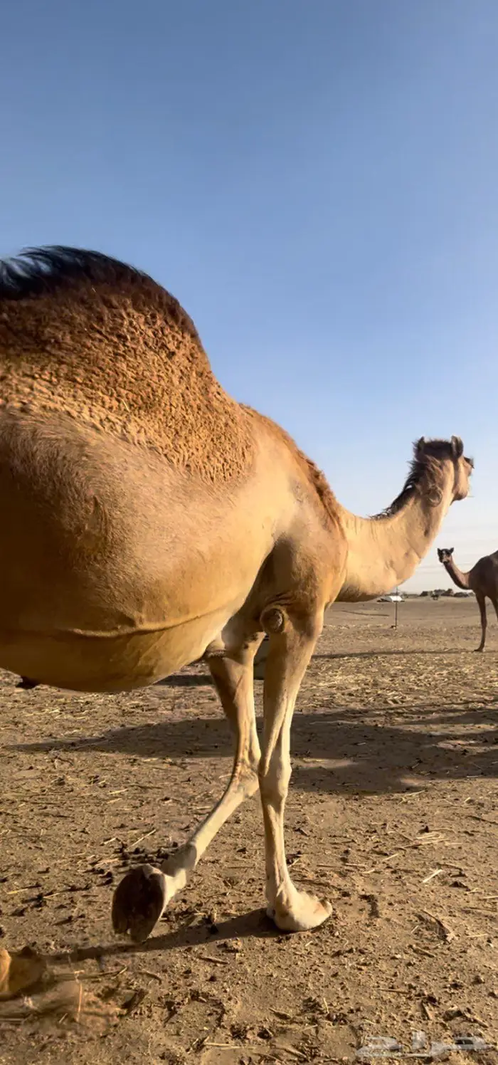 خلفه ساحليه تحتها بكره هاديه 2