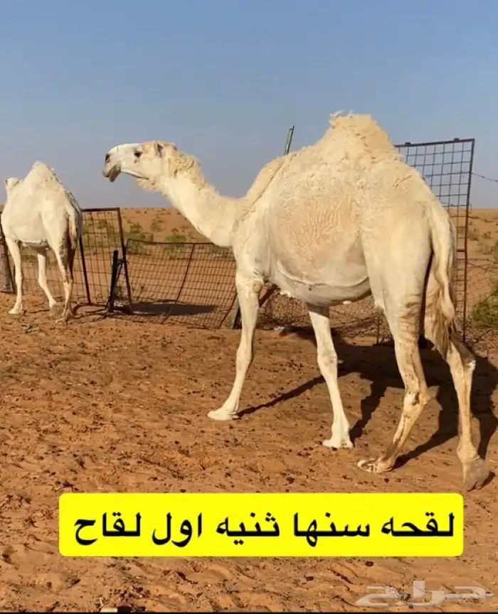 لقحات وضرايب 0