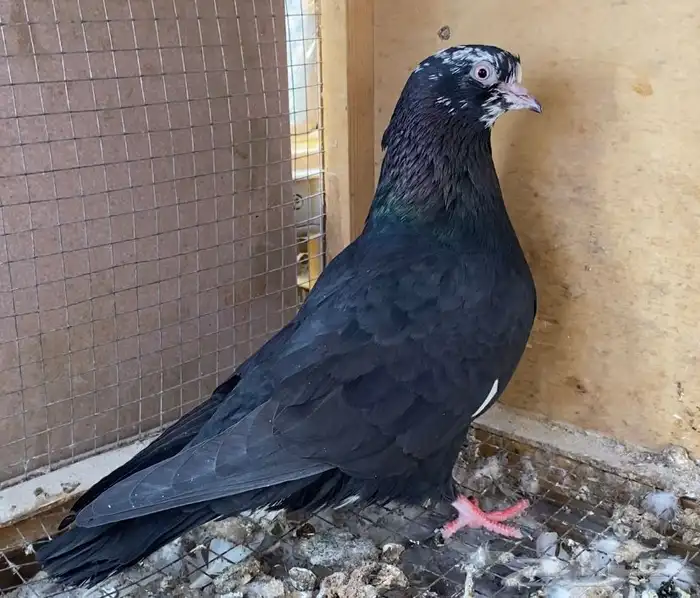 حمام قطايف انثى خرشاء 1