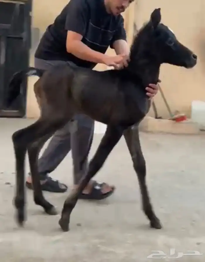 خيل عربيه 1