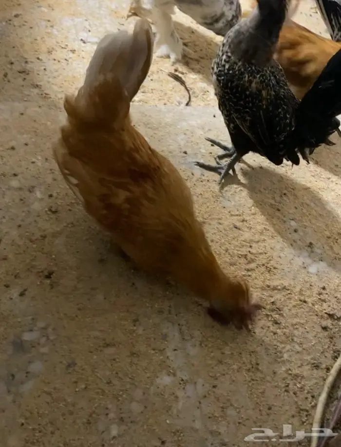 دجاج حباحب ودياكه حباحب توب 4