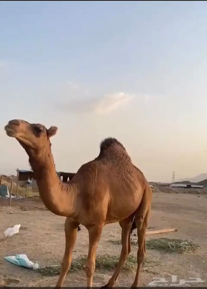 للبيع بكره حمرا ساحليه 0