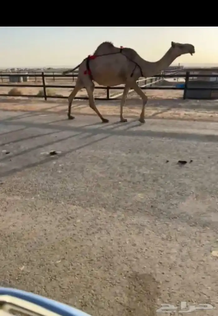لقحه كفو ملاقي تمسي تصبح 0