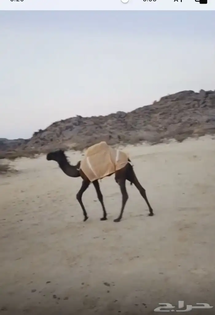 خلفه 1