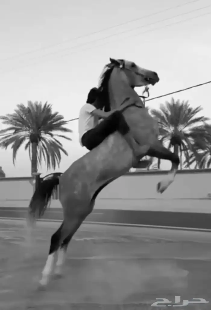 فرس صغيرة سن ولقاح 2