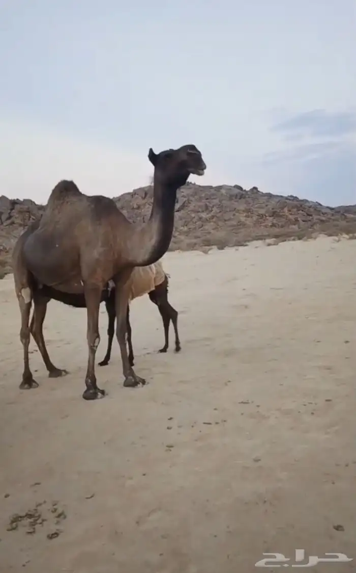 خلفه 2