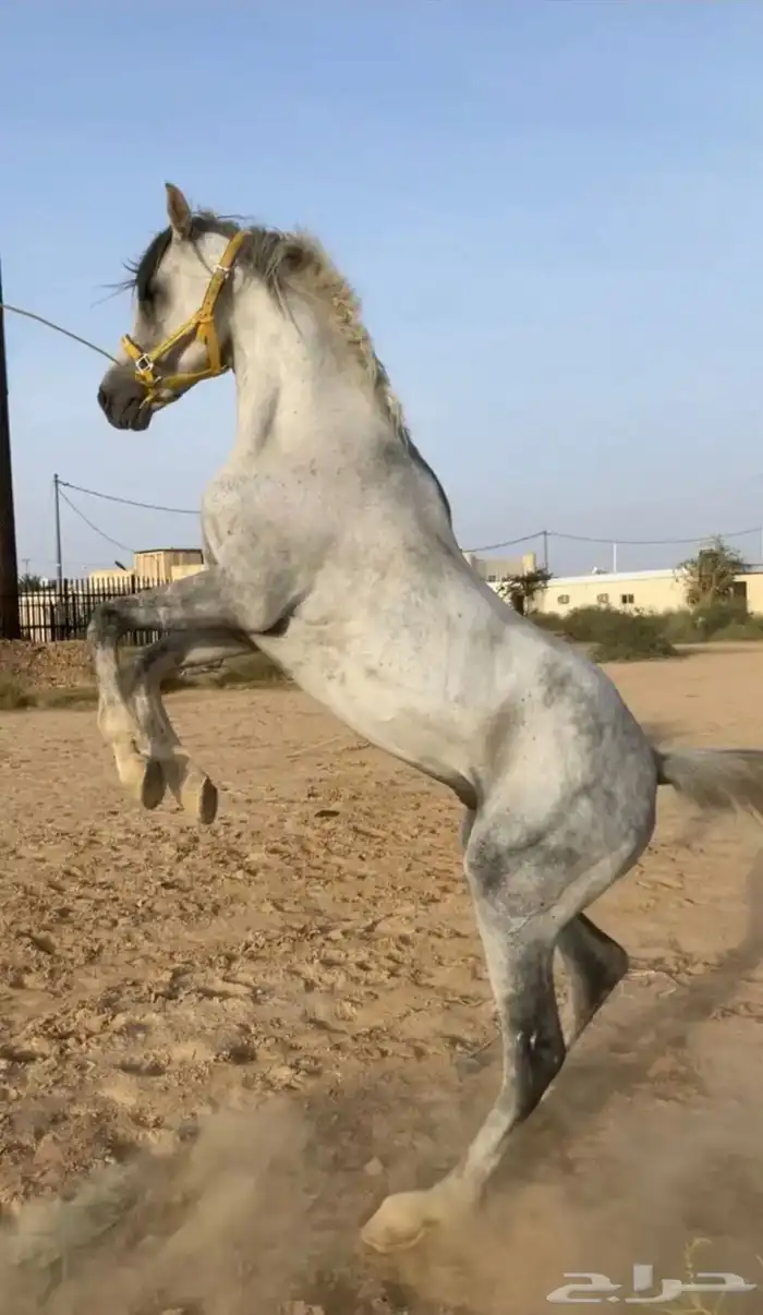 حصان شعبي 0