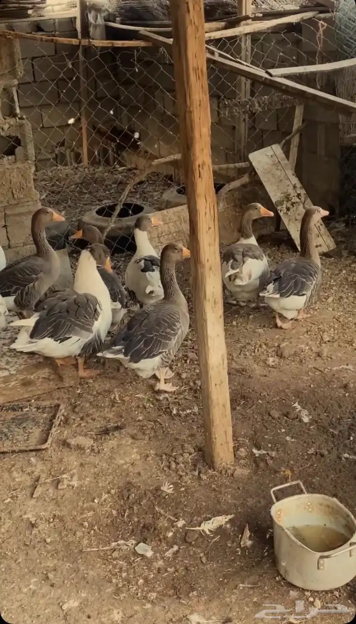 وز بلدي منتج 2