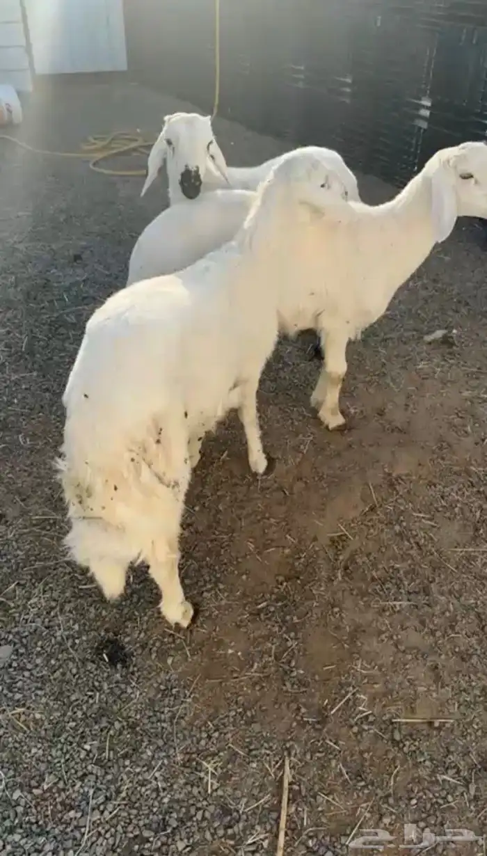 خرفان حرش 0