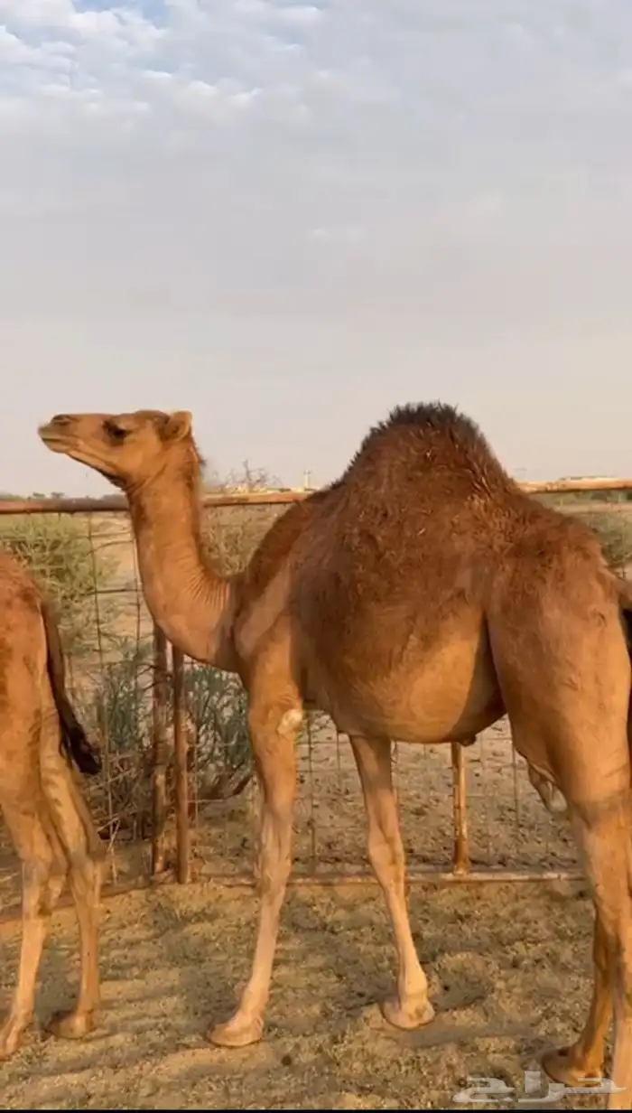 بكره حمرا مفروده فل شحم الموقع الغيثاء شمال عشيره رقم الجوا 0