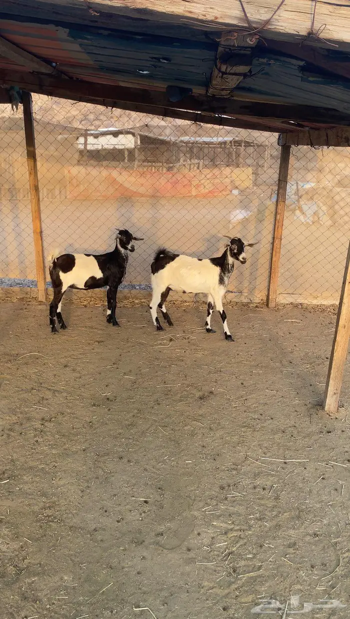 جفار طيبه جدا 2