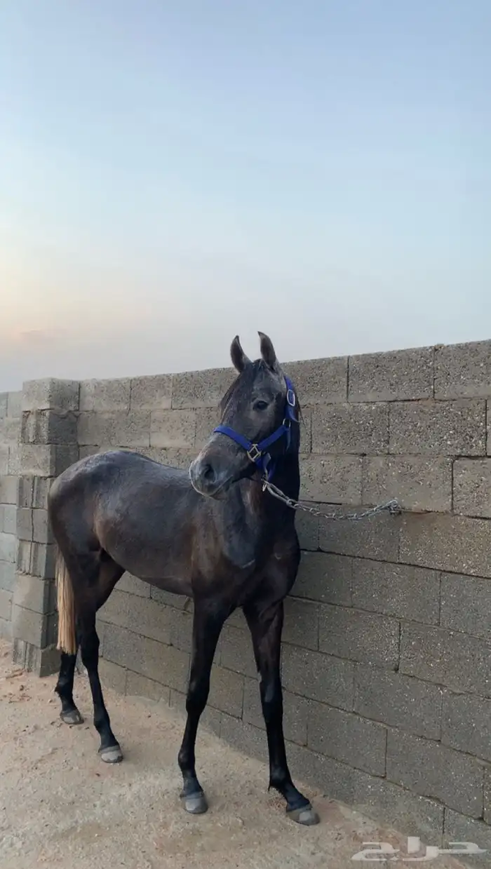 خيل مهر شعبي 0
