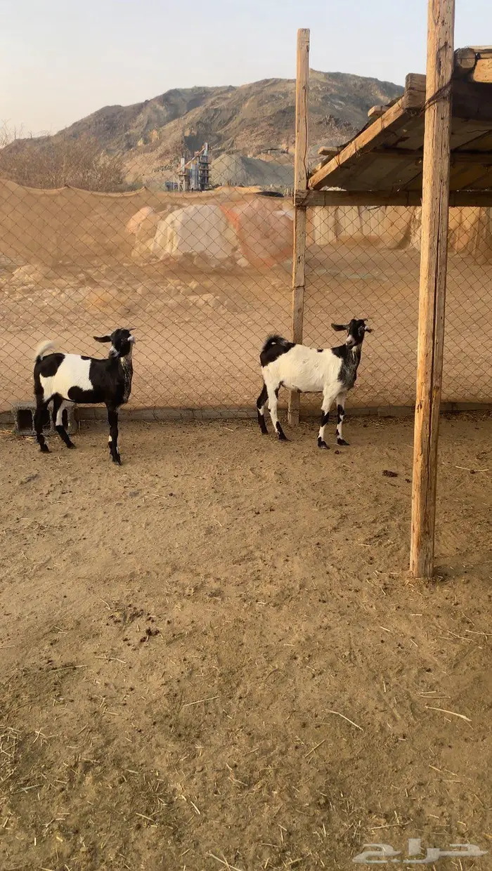 جفار طيبه جدا 4