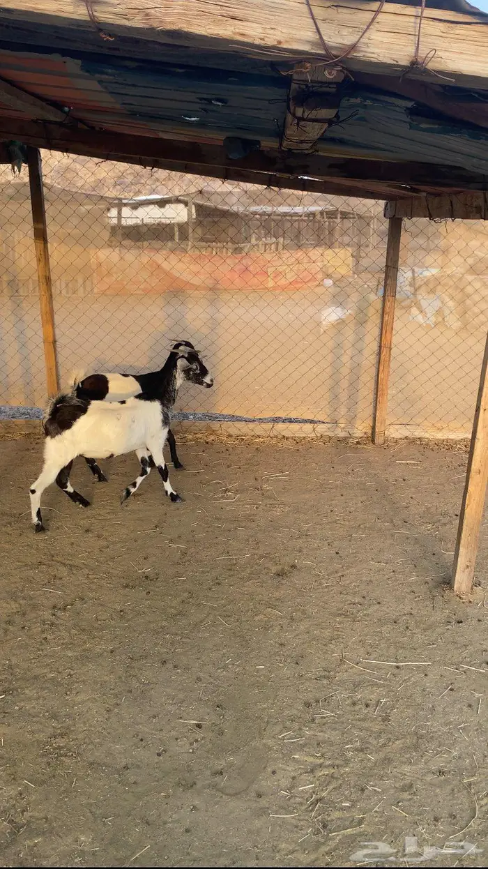 جفار طيبه جدا 3