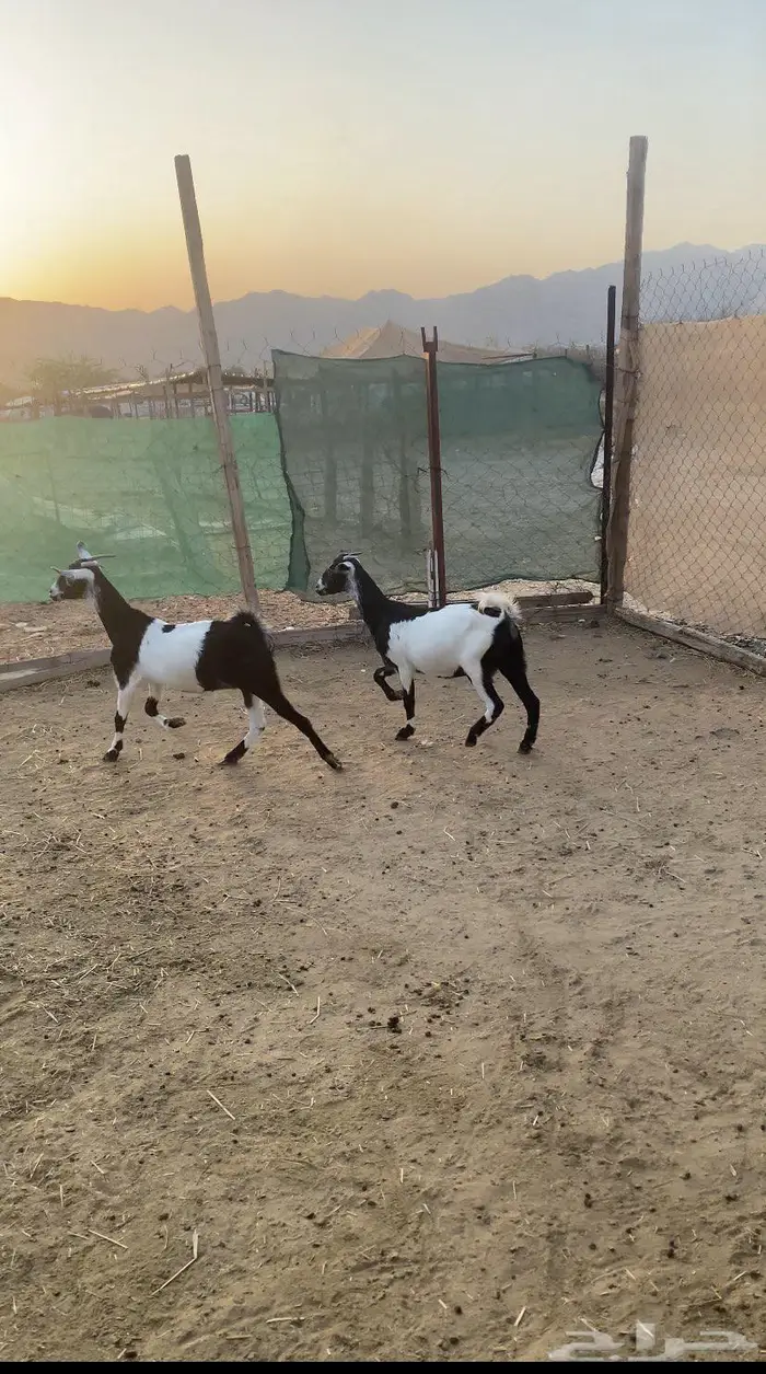 جفار طيبه جدا 0