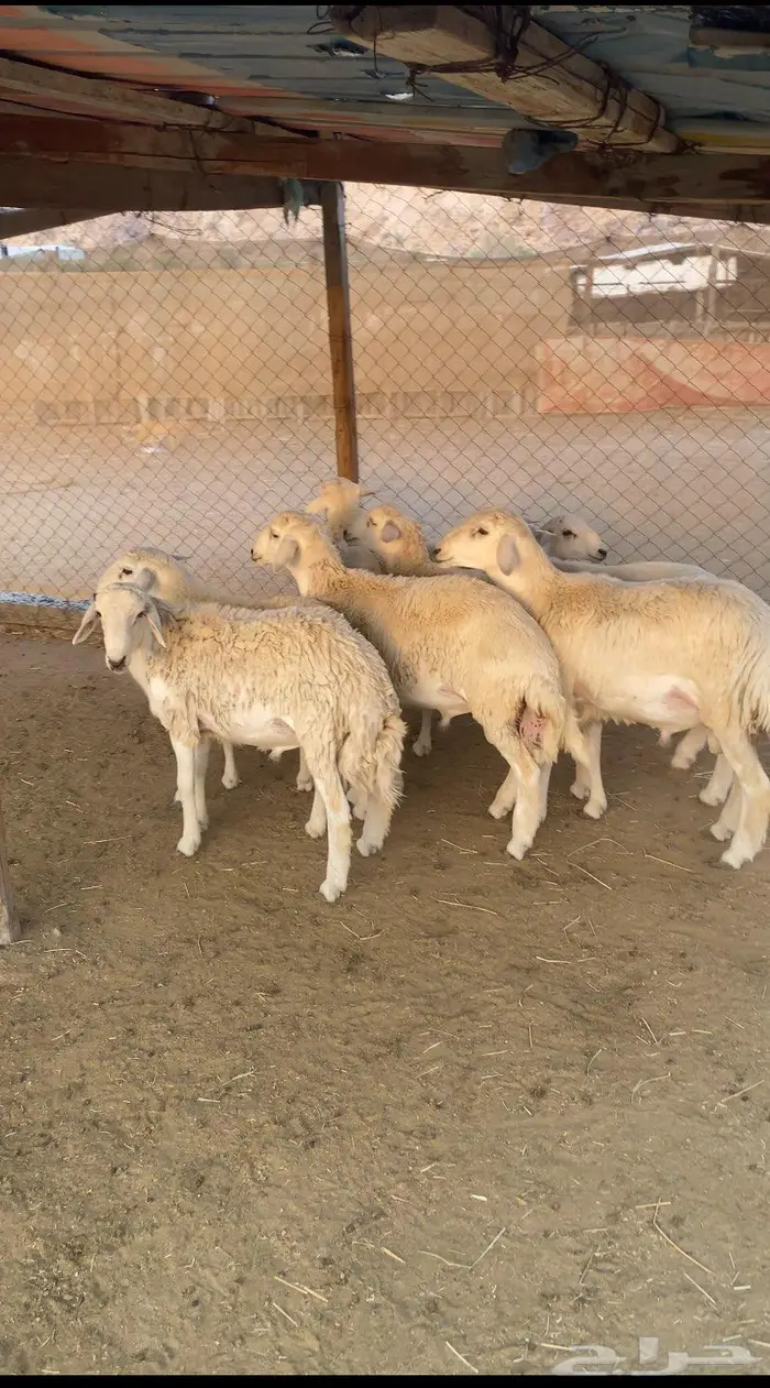 طليان حريه 0