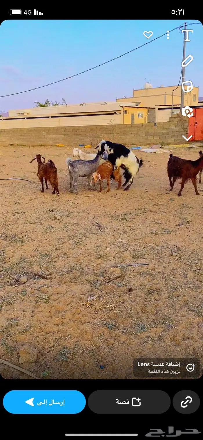 فحل كفووو حار 1