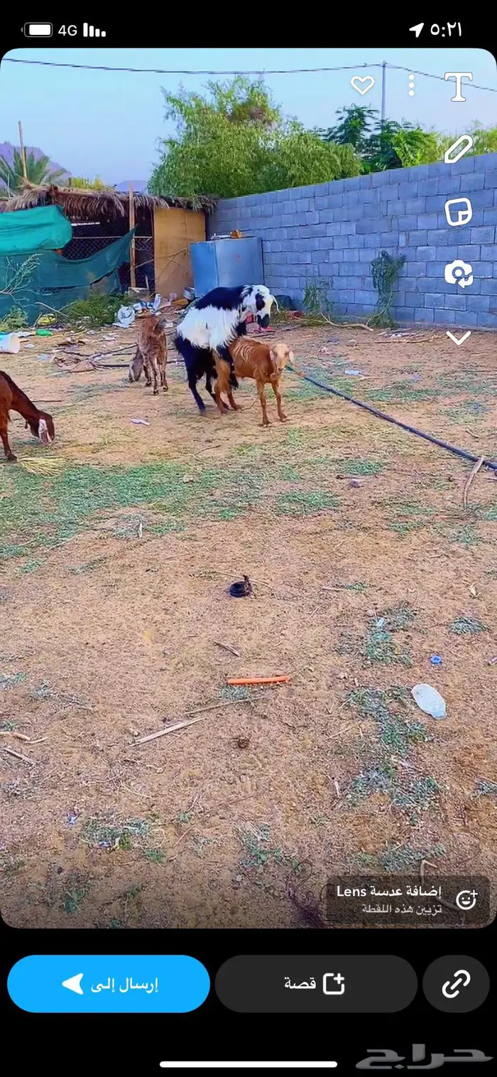 فحل كفووو حار 2