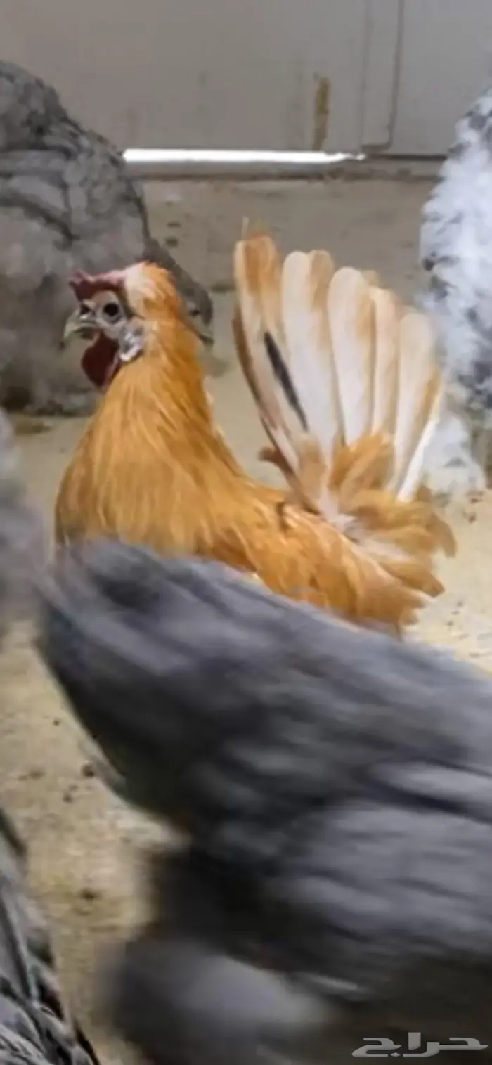 دجاج حباحب ودياكه حباحب توب 0