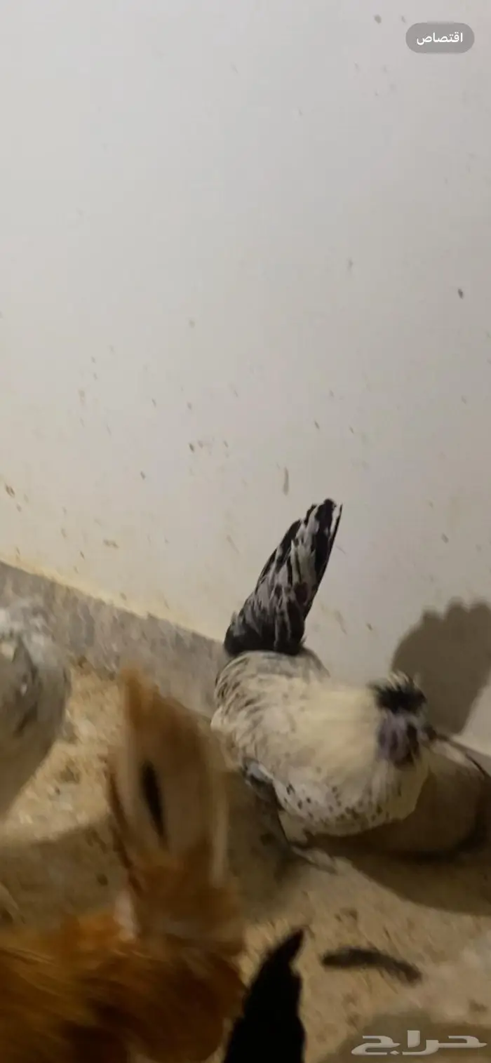 دجاج حباحب ودياكه حباحب توب 2