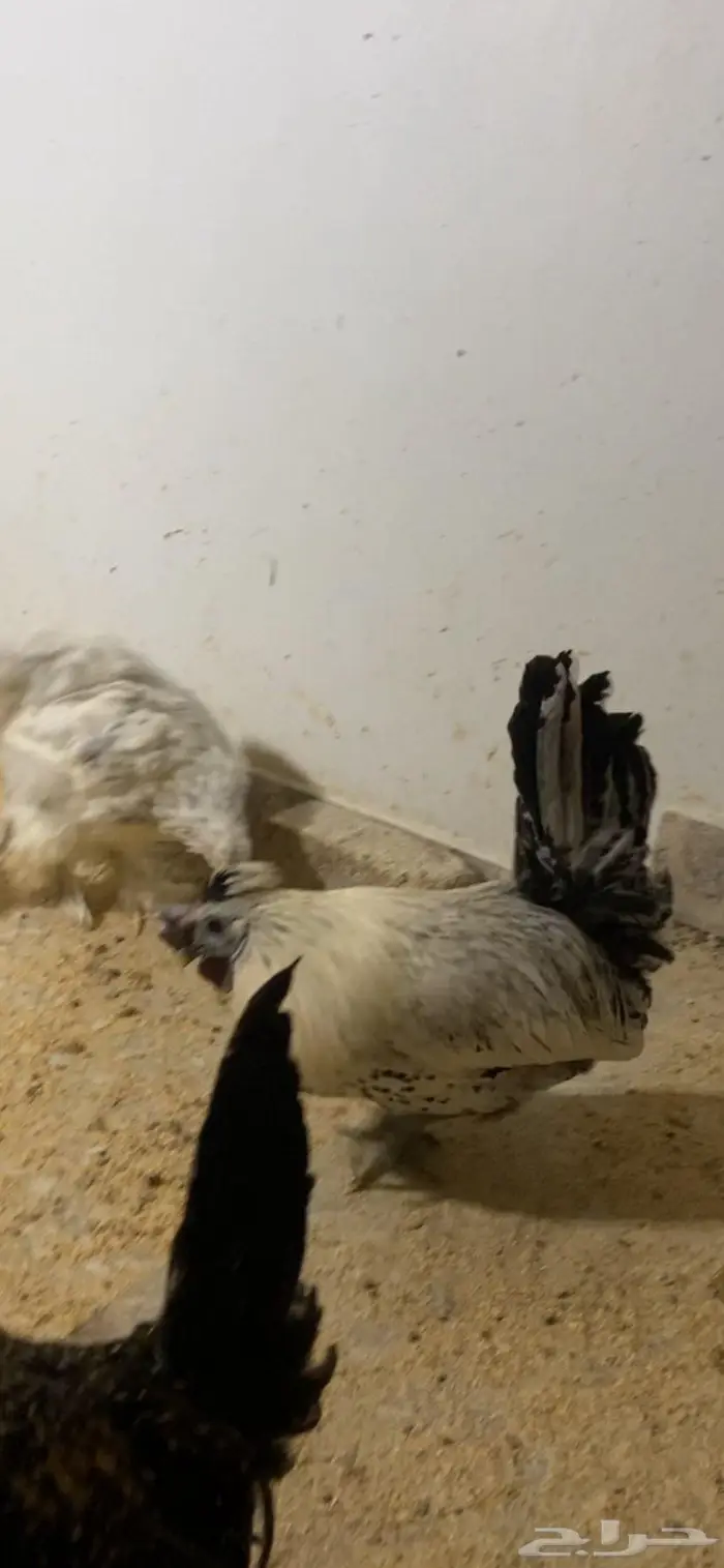 دجاج حباحب ودياكه حباحب توب 1