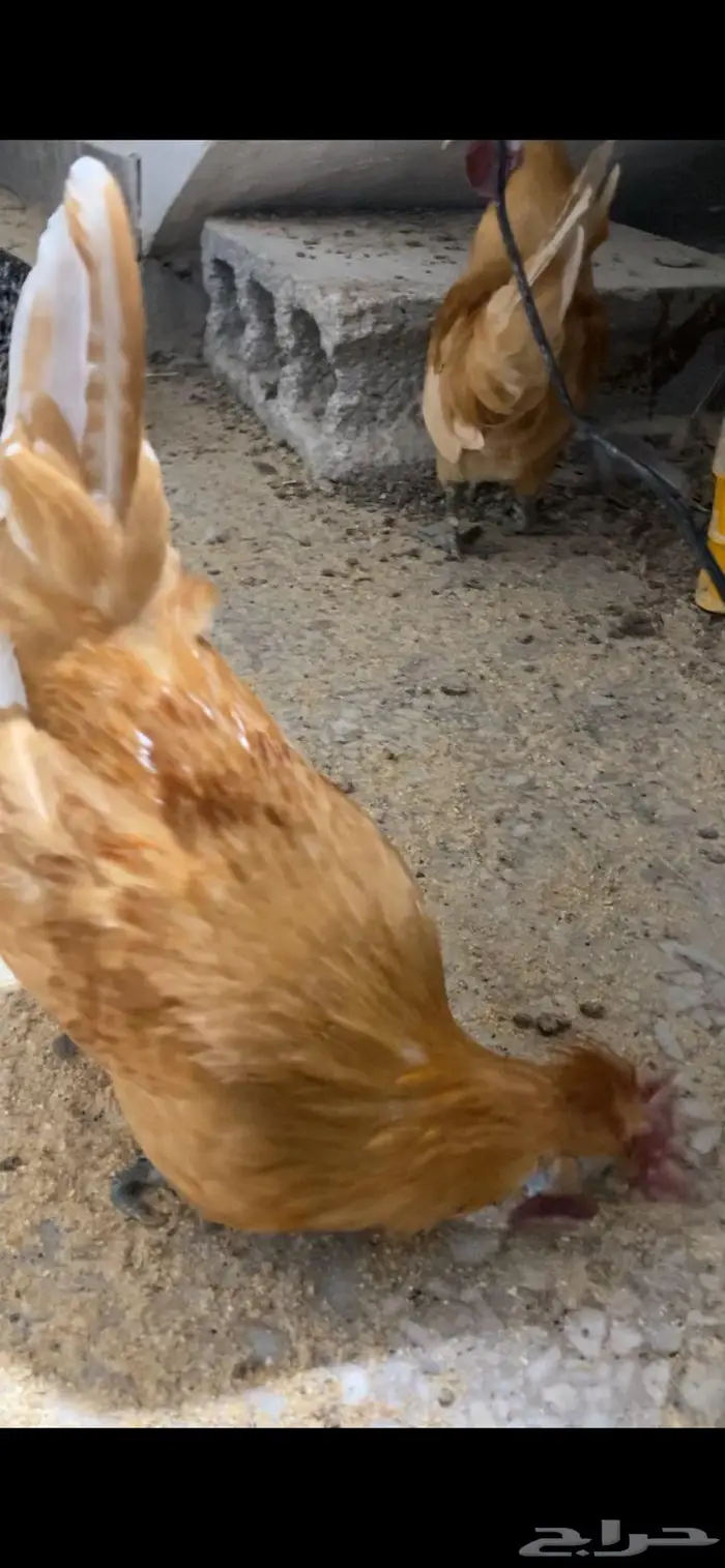 دجاج حباحب ودياكه حباحب توب 13