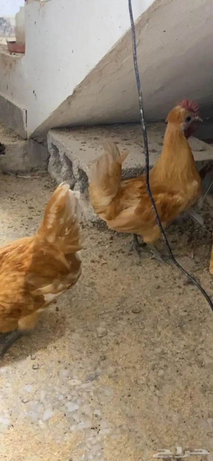 دجاج حباحب ودياكه حباحب توب 16