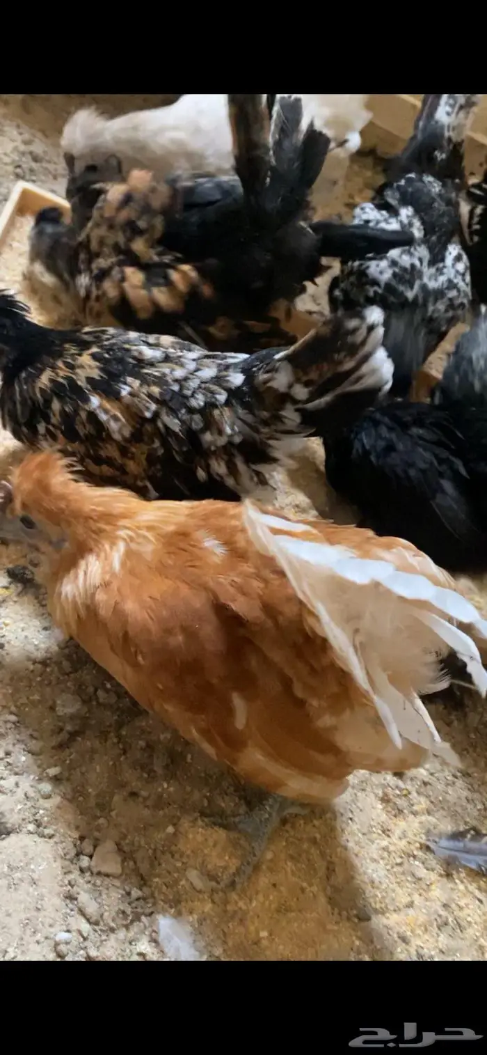 دجاج حباحب ودياكه حباحب توب 12