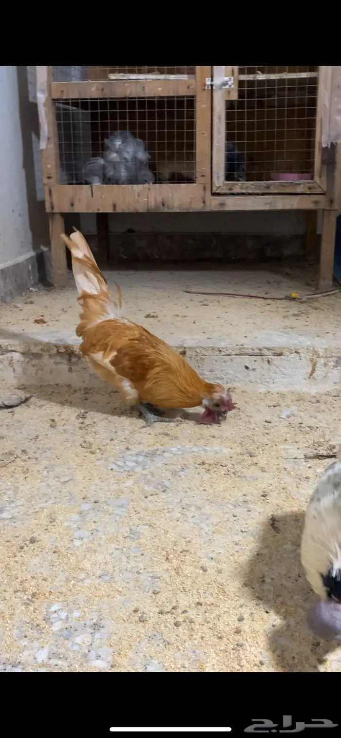دجاج حباحب ودياكه حباحب توب 8