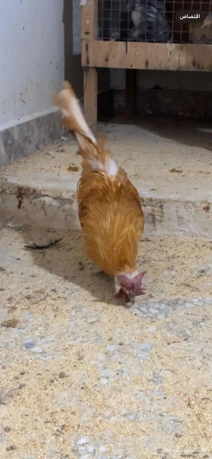 دجاج حباحب ودياكه حباحب توب 15