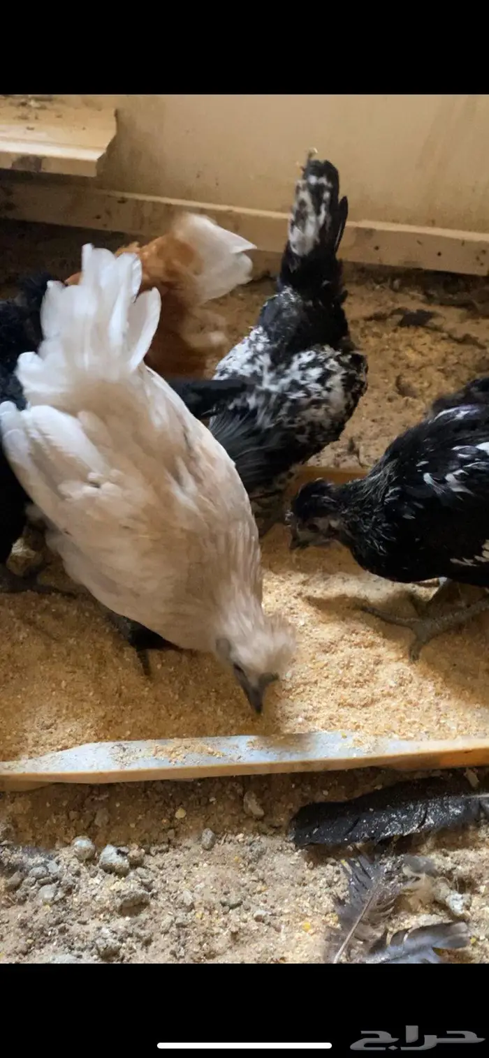 دجاج حباحب ودياكه حباحب توب 11
