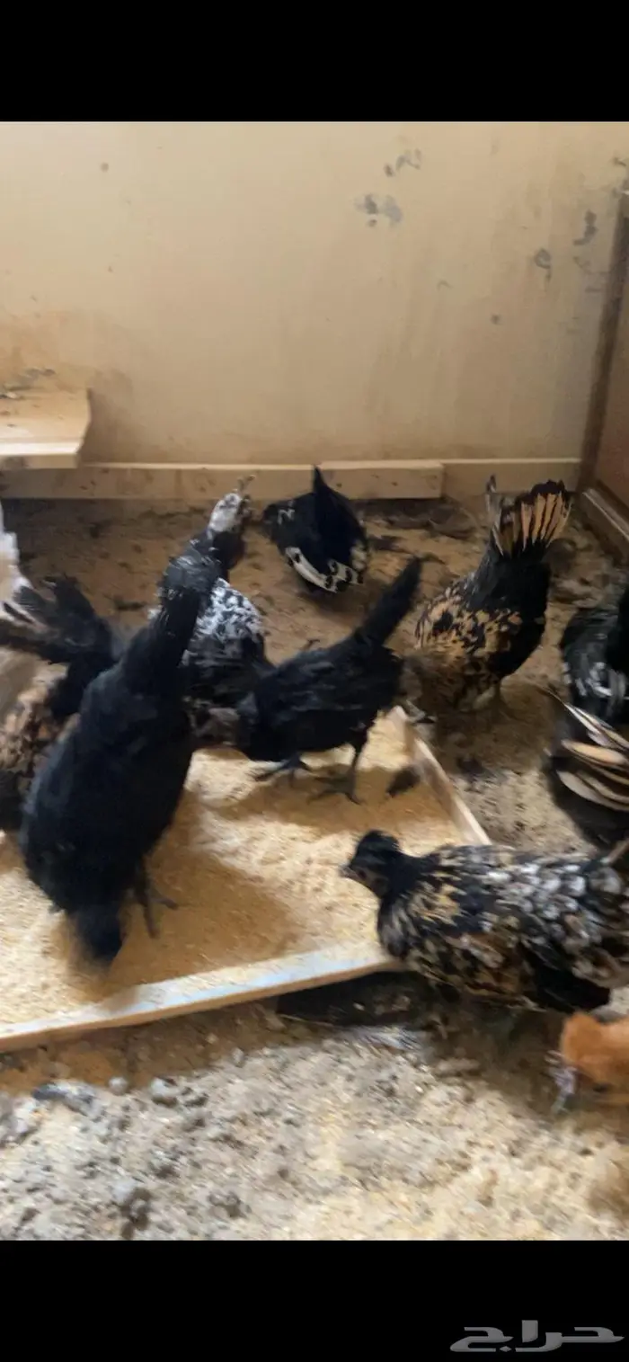 دجاج حباحب ودياكه حباحب توب 6