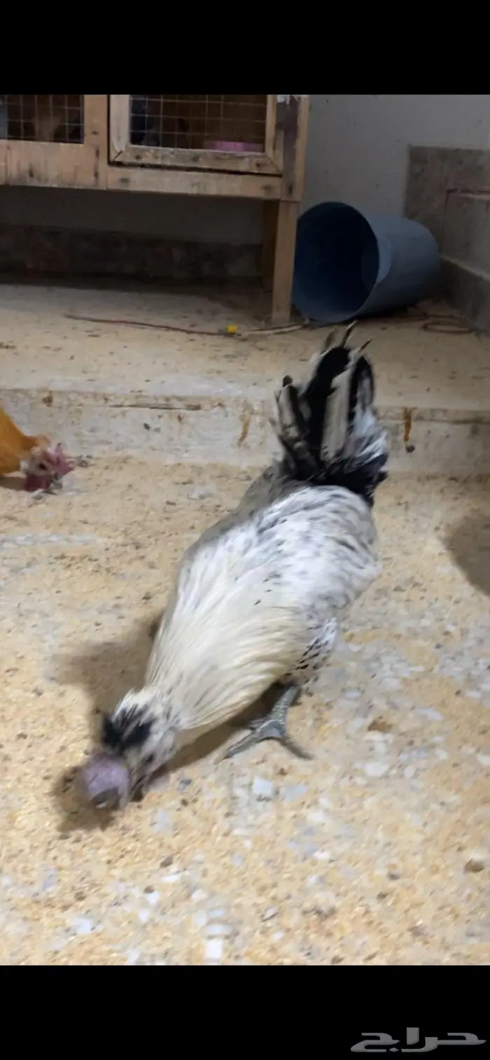 دجاج حباحب ودياكه حباحب توب 9
