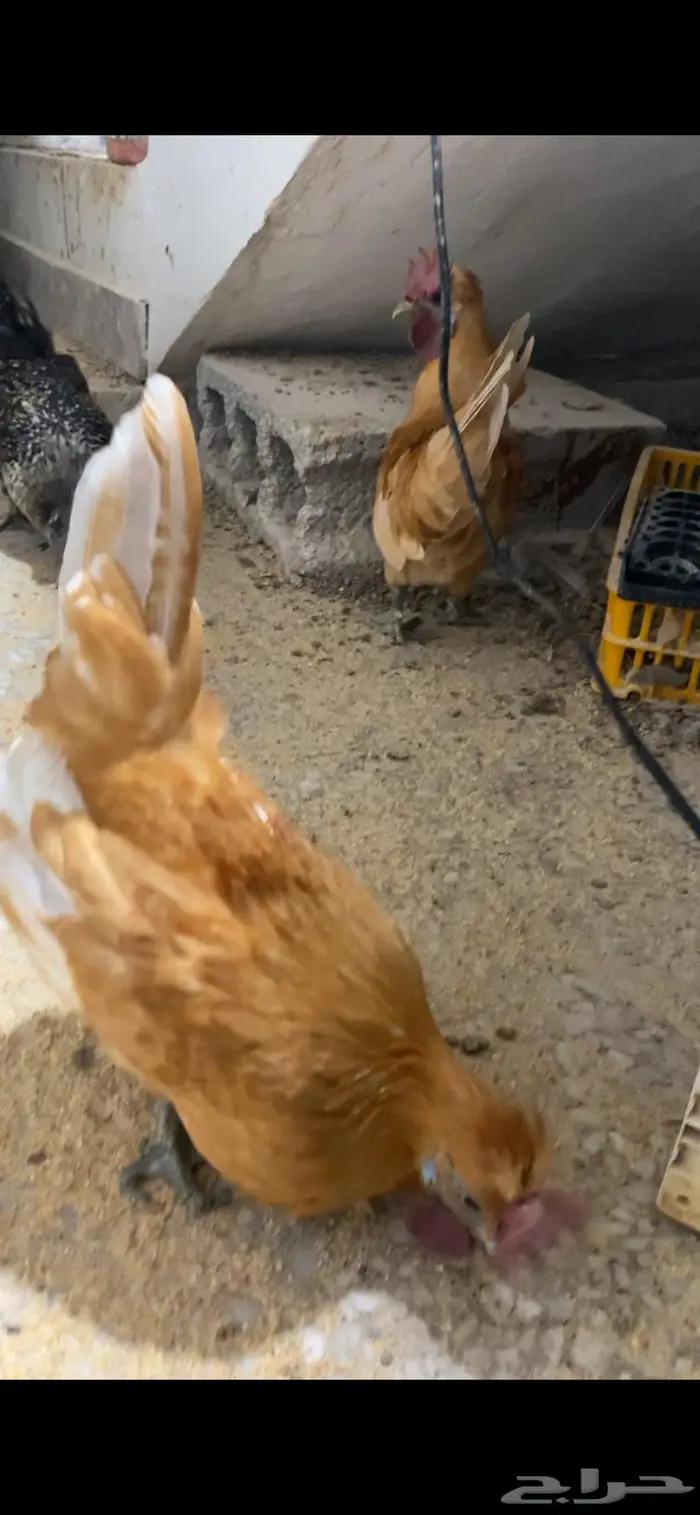 دجاج حباحب ودياكه حباحب توب 10