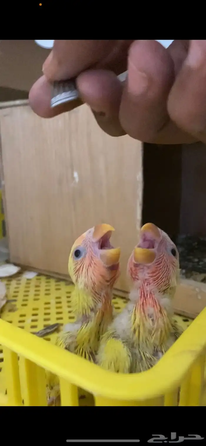 فروخ روز رد اوبلاين 1