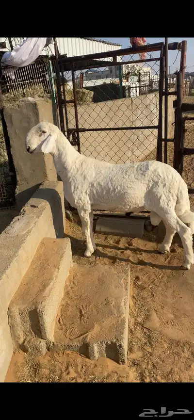 نجران index
