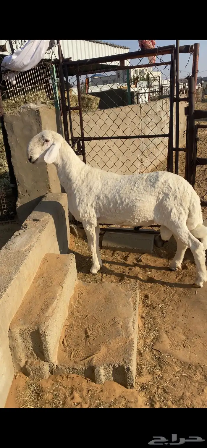 نجران 2