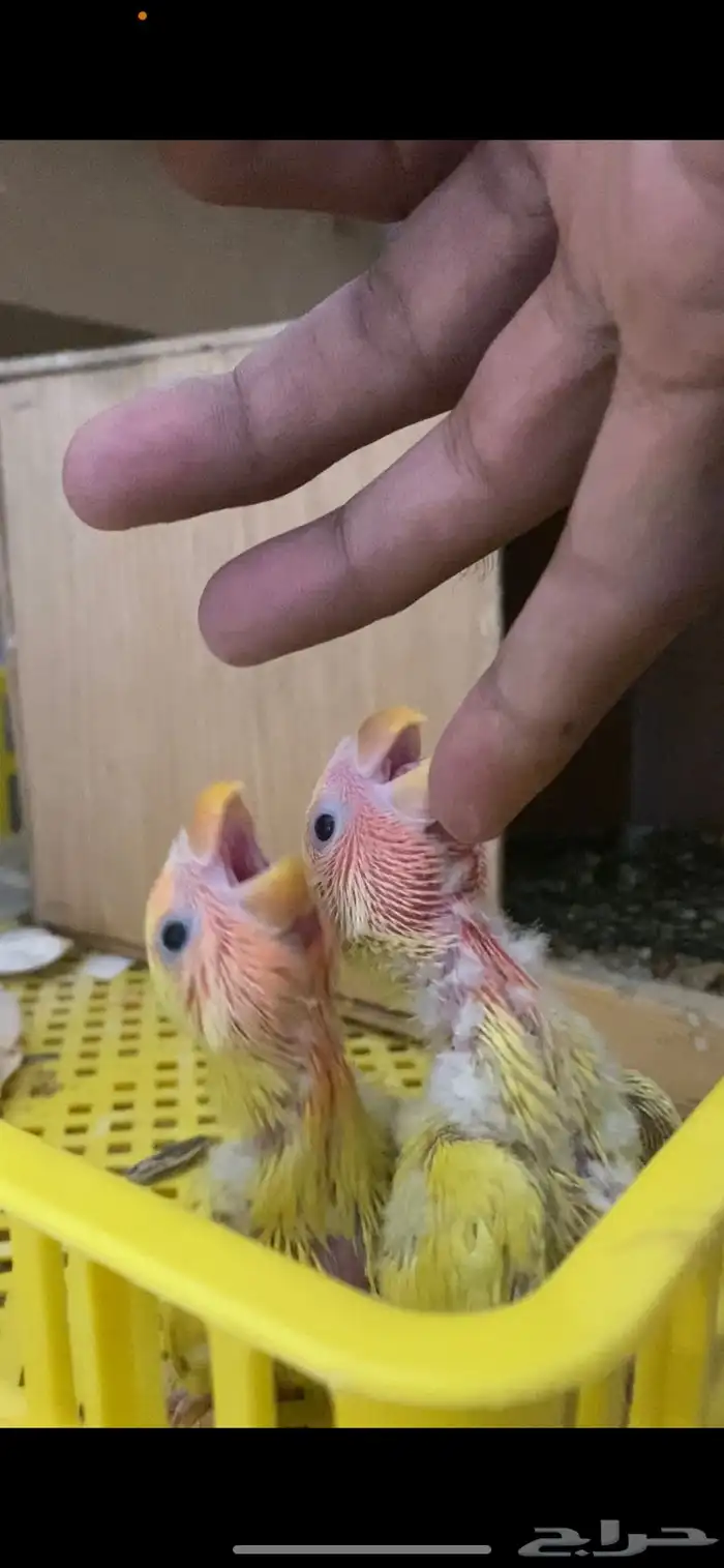 فروخ روز رد اوبلاين 2