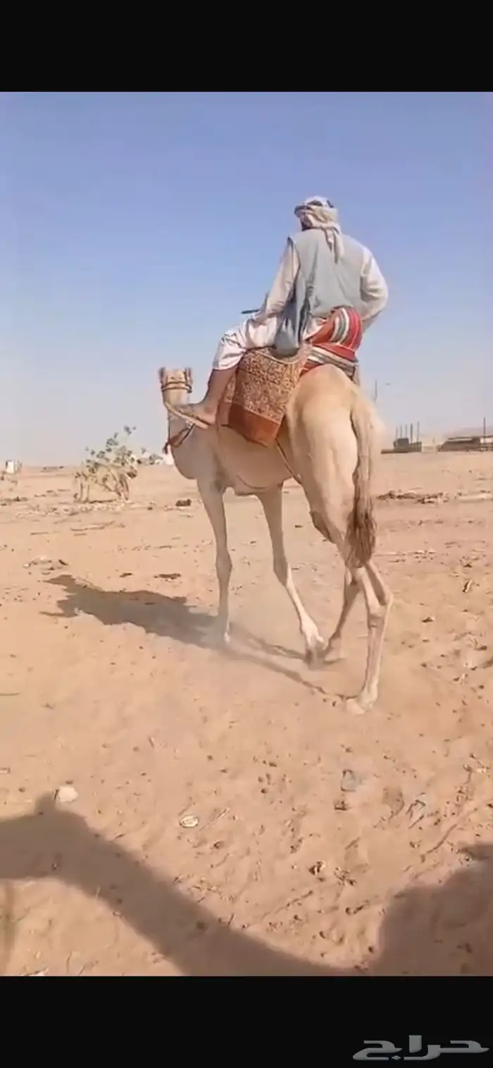 للبيع رحول طوع 2