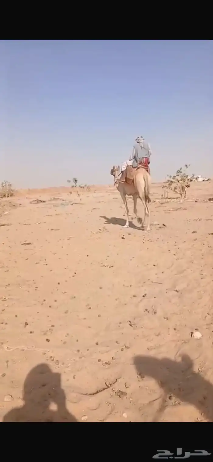 للبيع رحول طوع 1