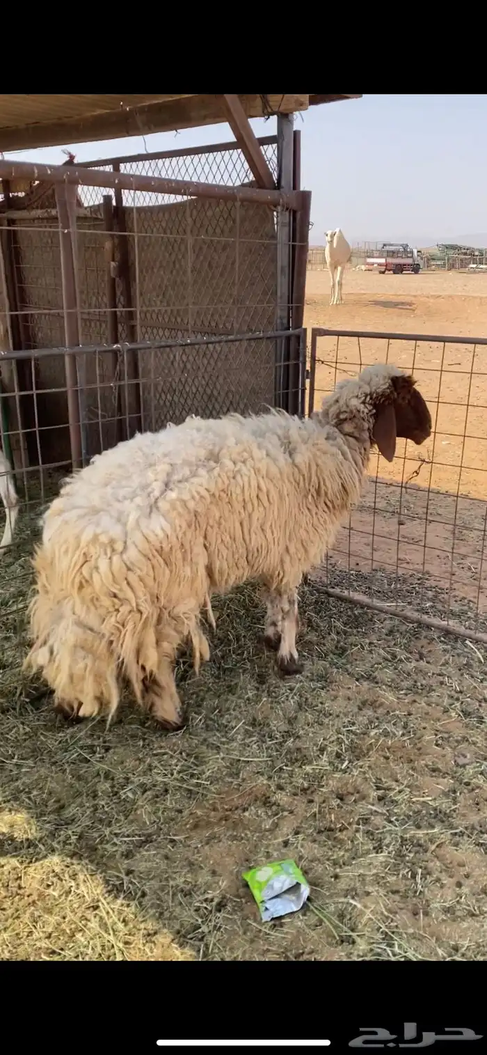 نعجه حايل 0
