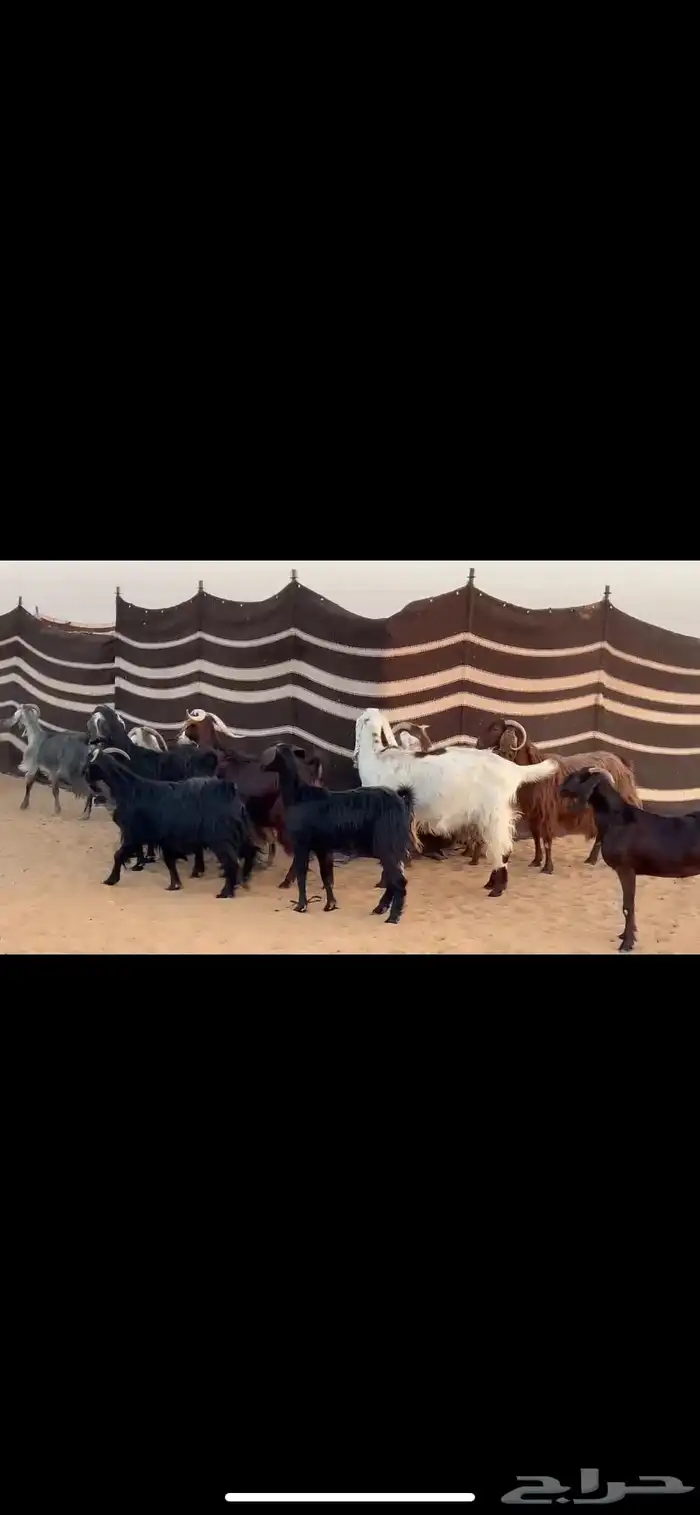 معزا دفيع 4