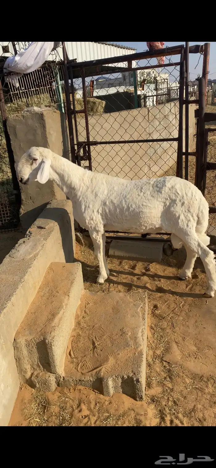 نجران 1
