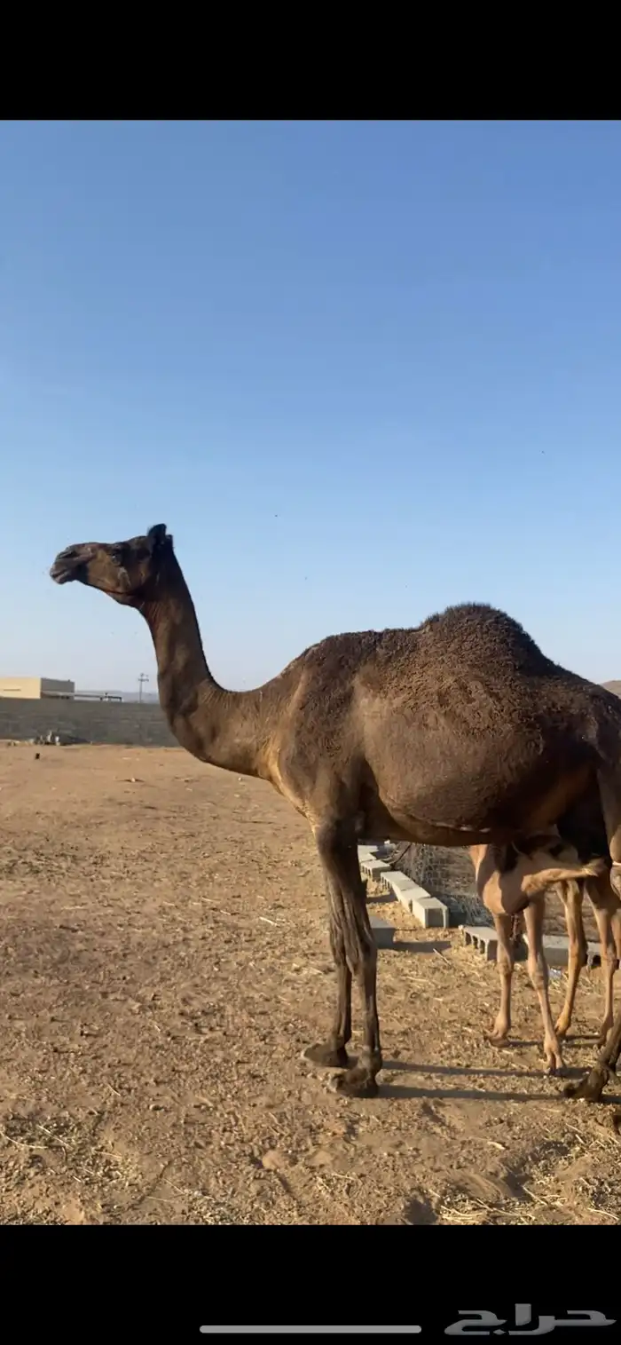 خلفه كفو 10