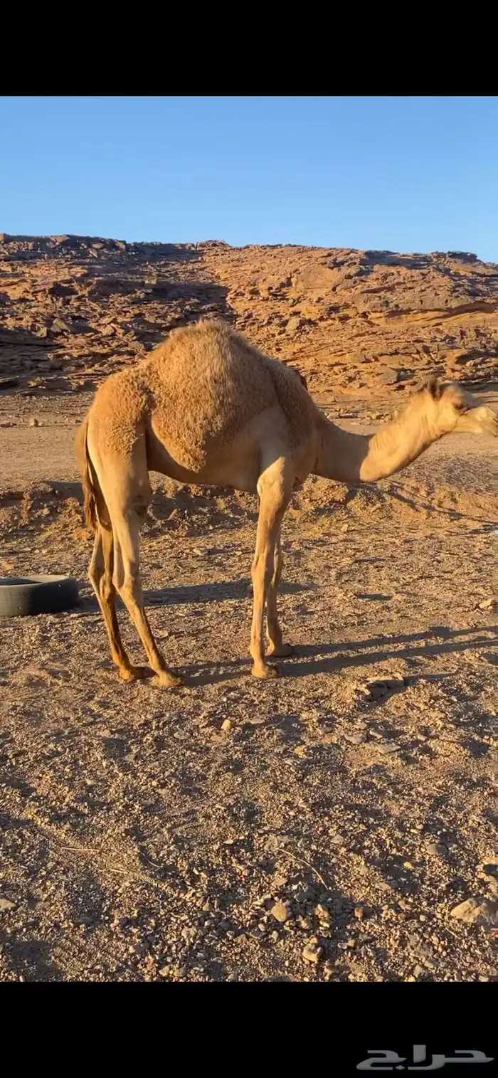 قعود مفرود حر صافي 2