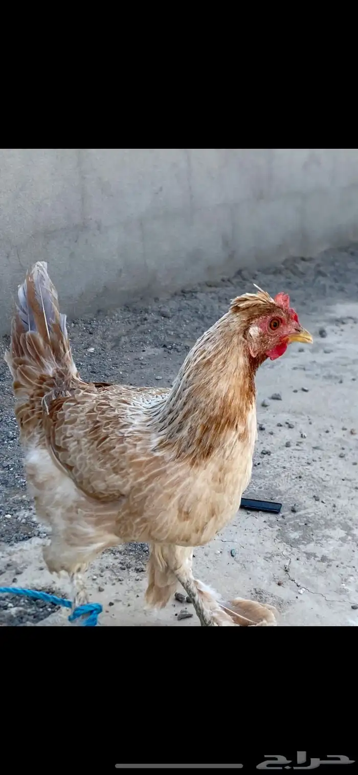طقم دجاج 4دجاجات وديك 3