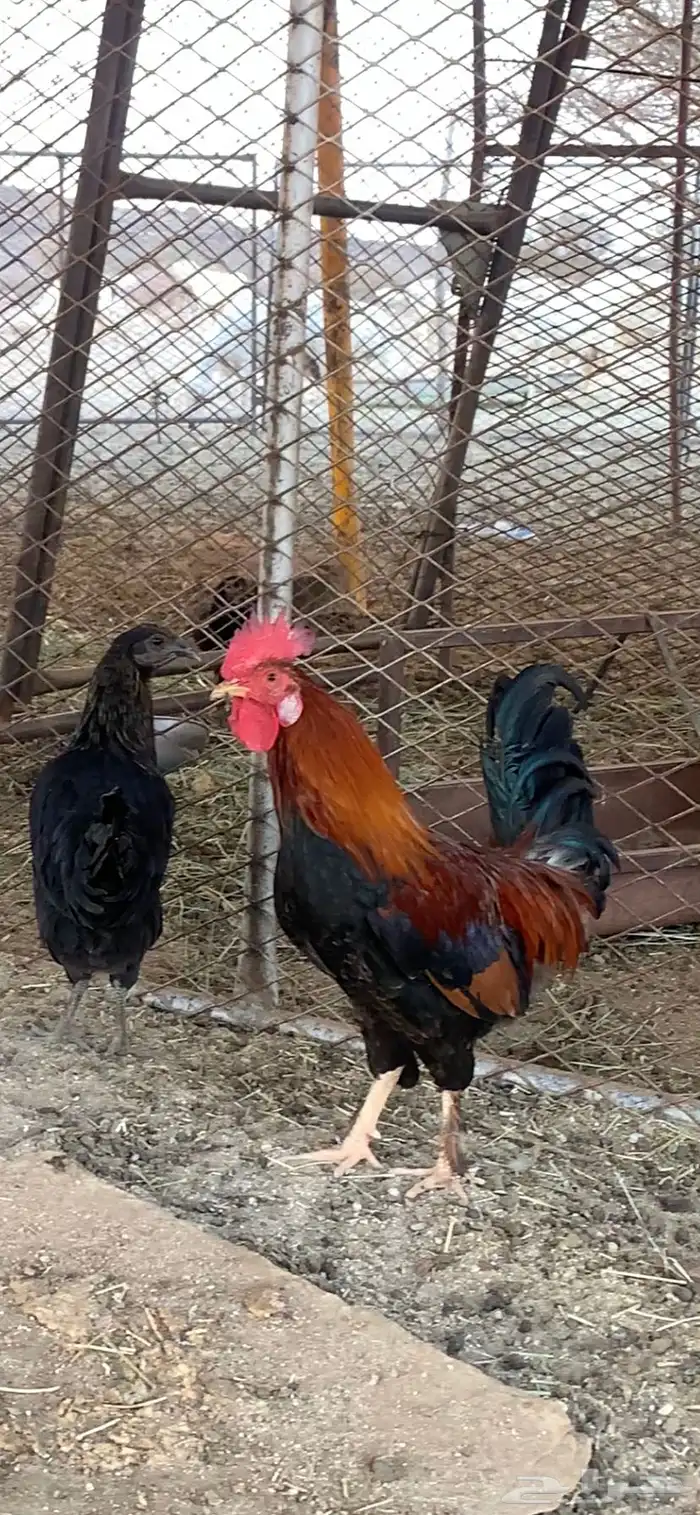 عارض لكم ديك ودجاجه كفو وشرط من كل شي 0