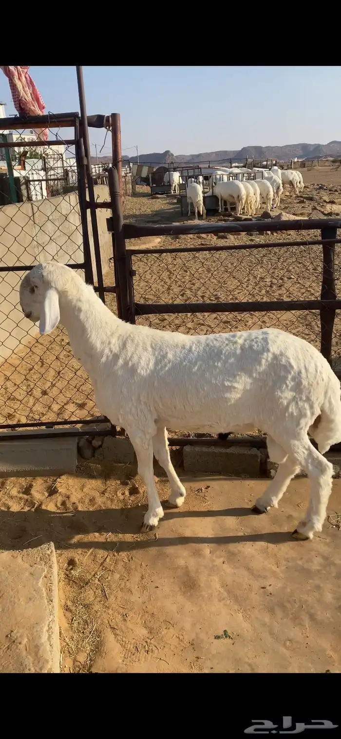 نجران 0