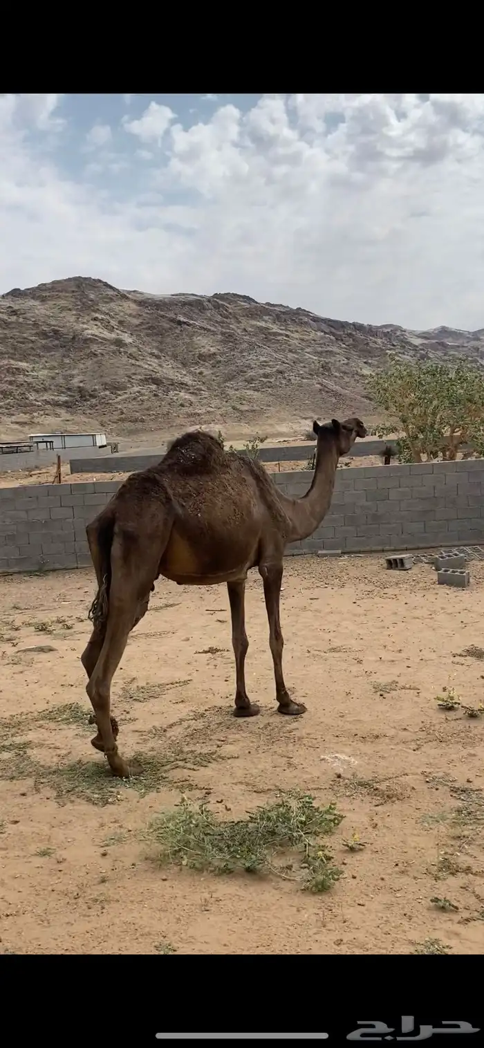 خلفه كفو 0