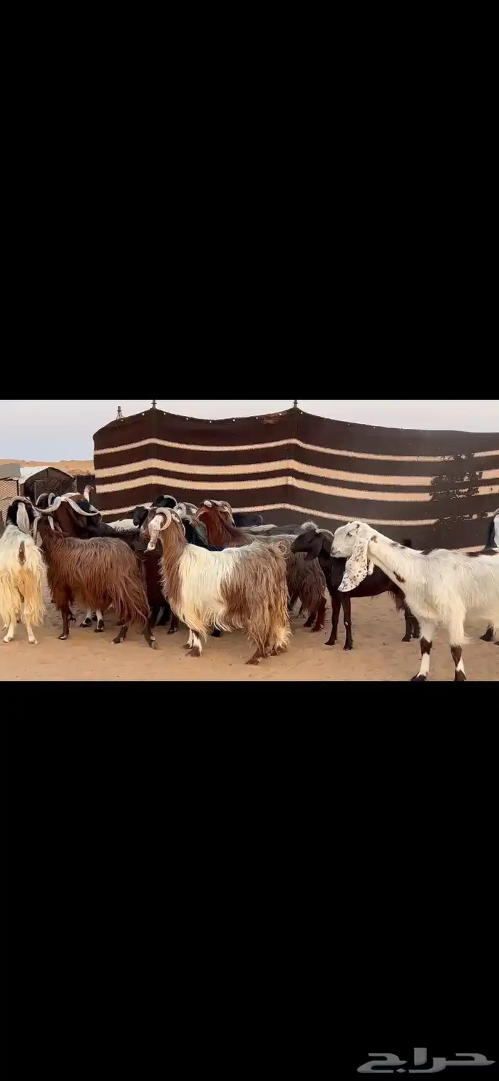معزا دفيع 0